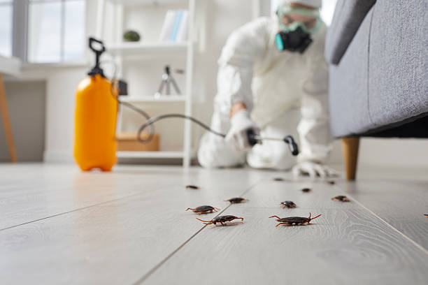 Post-Treatment Bed Bug Interceptor Monitoring in Peoria
